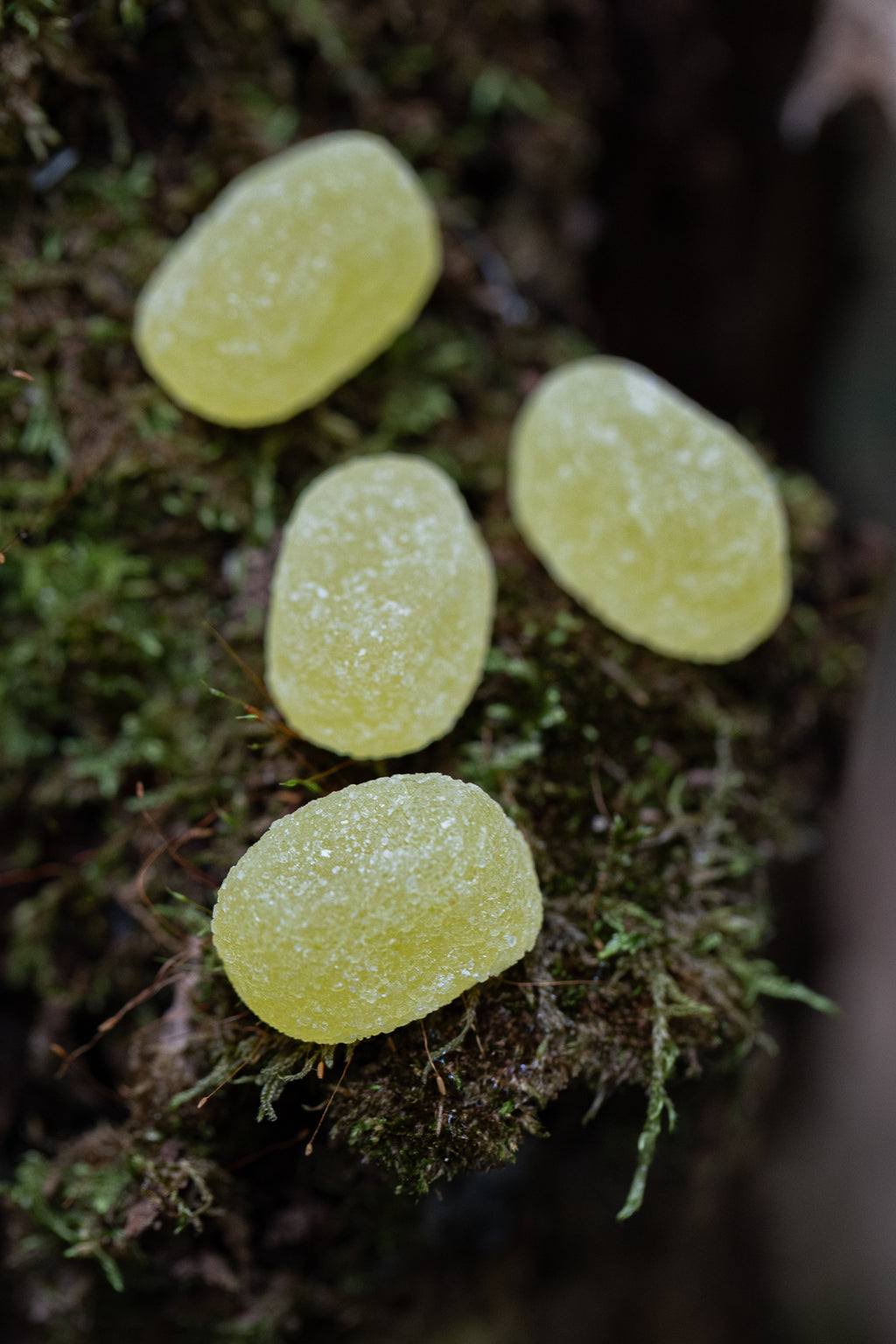 Gelèe Sambuco