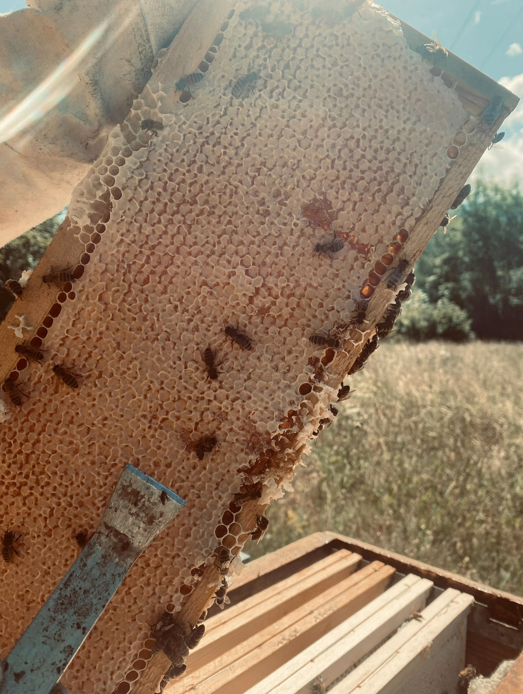 Miele Millefiori 500 g